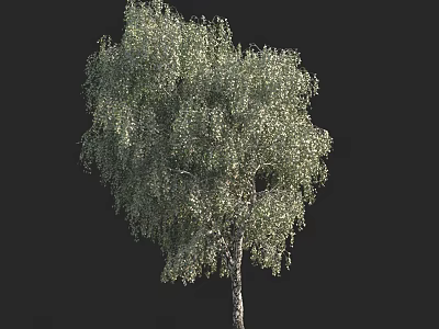 Tall Arbor Tree With Lush Green Leaves And White Bark On Black 3d model