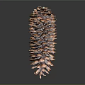 Natural Brown Pine Cone With Green Tip On Top Against Dark Background