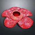 Anatomical Organ Featuring Hair Like White Spots And Red Petal Like Structures