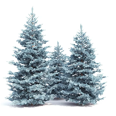 Silver Blue Spruce Trees with Lush Foliage and Dense Branches in a Small Group 3d model