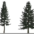 Two Tall Evergreen Arbor Trees With Lush Spreading Foliage And Light Colored Trunk