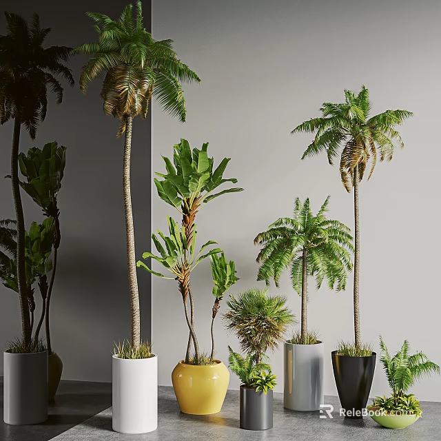 Various Indoor Potted Palm Banana and Green Plants in White Yellow Black Pots 3d model 