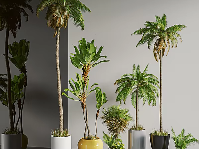 Various Indoor Potted Palm Banana and Green Plants in White Yellow Black Pots 3d model