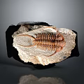 Trilobite Fossil Rock Decoration As Unique Home Living Ornament Piece