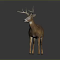Realistic Standing Buck Deer Model With Brown White Coat And Large Antlers On Dark Background