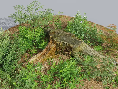 Green Plants And White Small Flowers Growing Around Weathered Tree Stump In Natural Setting 3d model