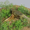 Green Plants And White Small Flowers Growing Around Weathered Tree Stump In Natural Setting
