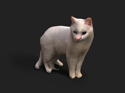 Cat White Cat Pet Cat 3d model