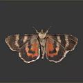 Vibrant Moth Featuring Brown Orange Black Striped Wings On Reflective Surface 3d model