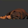 Realistic Brown And Orange Dachshund Lying Relaxed On Black Background