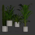 Indoor Green Plants Various Types in White Pots with Stands and Lush Foliage