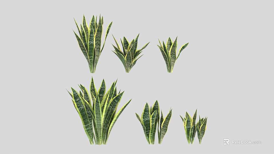 Different Snake Plant Varieties With Green Yellow Striped Leaves And Various Sizes 3d model 