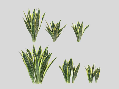 Different Snake Plant Varieties With Green Yellow Striped Leaves And Various Sizes 3d model