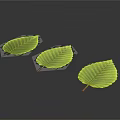 Three Fresh Green Plant Leaves with Visible Veins on Dark Background