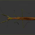 Orange and Green Mantis With Long Forelegs On Gray Background