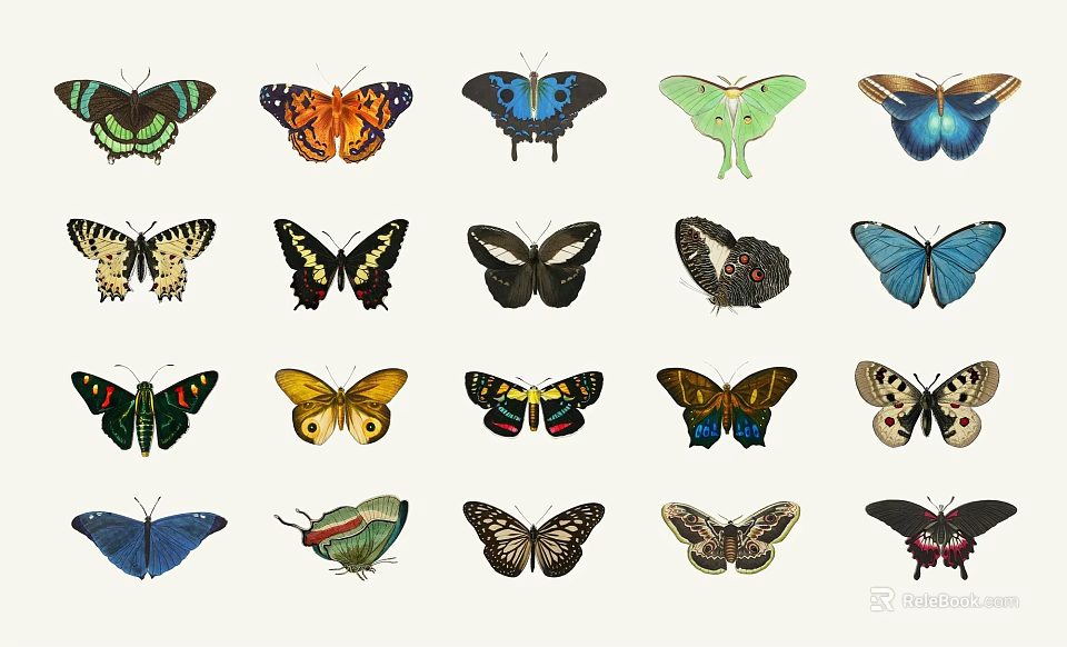 Various Colorful Butterflies Display With Different Patterns And Beautiful Wings 3d model 