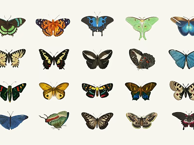 Various Colorful Butterflies Display With Different Patterns And Beautiful Wings 3d model