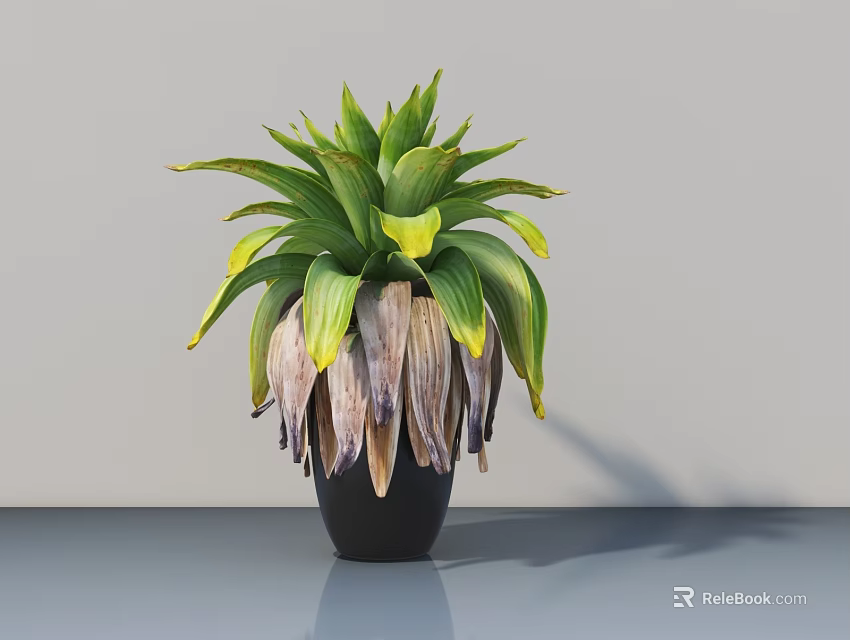 Bonsai Plant with Green and Yellow Broad Leaves in Black Pot for Indoor Tabletop Decoration 3d model 