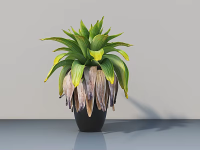 Bonsai Plant with Green and Yellow Broad Leaves in Black Pot for Indoor Tabletop Decoration 3d model