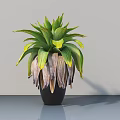 Bonsai Plant with Green and Yellow Broad Leaves in Black Pot for Indoor Tabletop Decoration
