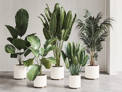 Indoor Decorative Potted Plants With Various Green Leafy Types In White Ceramic Pots 3d model