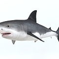 Shark great white shark red tail shark tiger shark whale shark nurse shark long kiss saw shark basking shark white tip reef shark blue shark rainbow shark shark fish shark shark shark 3d model