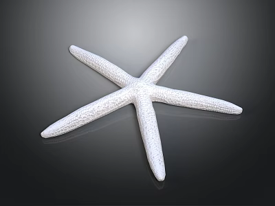 Detailed White Textured Starfish Isolated On Dark Background 3d model
