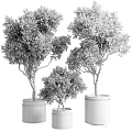 Stylish Garden Decor Featuring Potted Olive Trees in Black Cylindrical Pots with Gold Trim