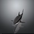 Realistic 3D Gray Shark Model With Dorsal Fin Tail Fin And Reflection On Dark Background