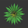 Green Palm Tree With Lush Fronds And Brown Trunk For Tropical Decor