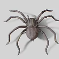3D Rendered Brown Spider With Long Legs On White Background