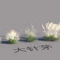 Garden Landscape Design With Different Sizes Stipa grandis Grasses For Natural Beauty