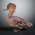 Crested Brown Bird with Unique Feather Plumage in Standing Pose Against Gray Background 3d model