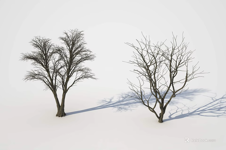 Two Leafless Deciduous Trees Standing With Shadows On White Background 3d model 