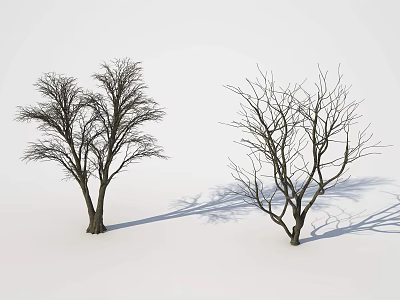Two Leafless Deciduous Trees Standing With Shadows On White Background 3d model