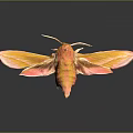 Modern Butterfly Various Butterfly Set Colored Butterfly 3d model