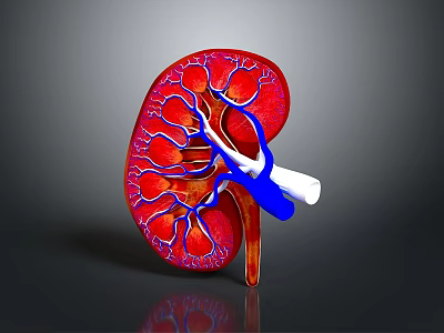 Realistic 3D Kidney Model Displaying Red Tissue Blue Vessels And White Structures 3d model