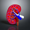 Realistic 3D Kidney Model Displaying Red Tissue Blue Vessels And White Structures 3d model