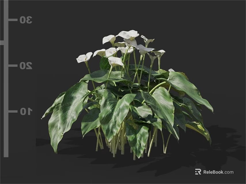 White Calla Lily Flowers With Lush Green Leaves Growing In Cluster 3d model 