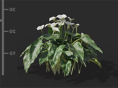 White Calla Lily Flowers With Lush Green Leaves Growing In Cluster 3d model