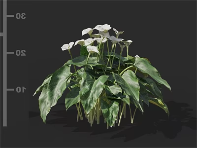 White Calla Lily Flowers With Lush Green Leaves Growing In Cluster 3d model