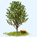 Fruit Tree With Yellow Fruits On Branches And Basket Under Green Grass