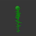 White Chrysanthemum Plant With Green Stem And Leaves On Gray Background
