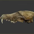 Detailed Mammal Skull With Prominent Teeth And Bone Structure On Dark Reflective Background