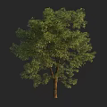 Lush Green Arbor With Dense Foliage And Brown Trunk For Landscape Design