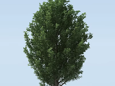 Tall Lush Arbor With Vibrant Green Dense Foliage Against Blue Sky 3d model