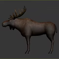 Detailed Brown Moose Model With Majestic Antlers On Dark Surface