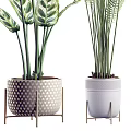 Bonsai Potted Plants With Various Leaf Shapes In Decorative Ceramic Pots For Indoor Decor