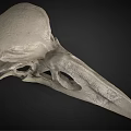 Medical Device 3D Bird Skull Anatomical Model for High Precision Medical Research and Education