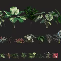 Various Types of Shrubs with Different Leaf Shapes and Colors for Garden Landscaping